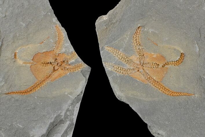 Ordovician Brittle Star (Ophiura) With Pos/Neg - Morocco #165820